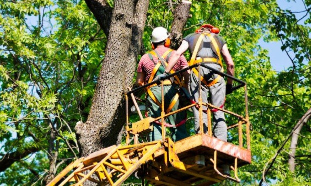 men cutting tree branches